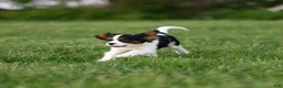 Cavalier King Charles Spaniel dogs for sale: Congo - House and Crate Trained - Ad 3