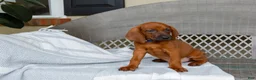 Redbone Coonhound dogs for sale: Bear - Ad 4