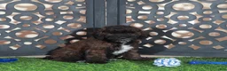 Miniature Poodle dogs for sale: Rolo Rich Chocolate/Carmel Colored Poodle Puppy - Ad 2