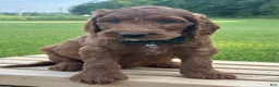 Irish Doodle dogs for sale: Finnley - Ad 9