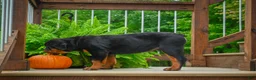 Rottweiler dogs for sale: Baron🐾💙 - Ad 4