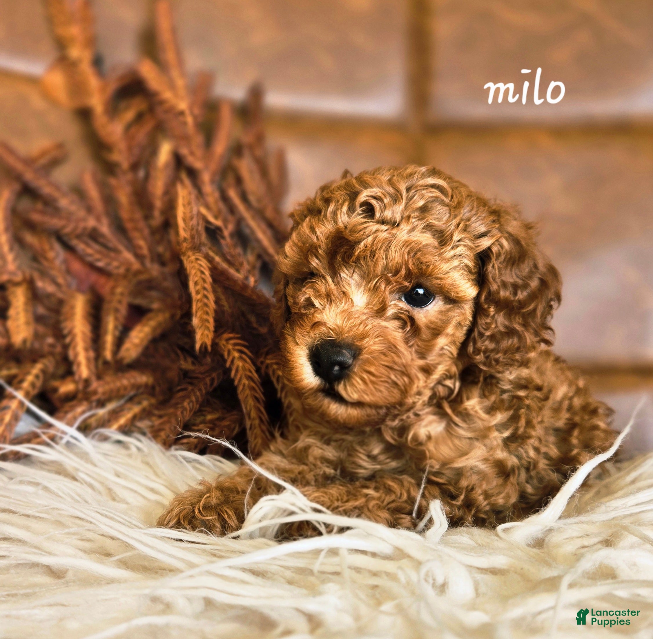 Cavapoo dogs Milo - Ad 1