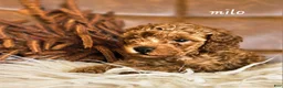 Cavapoo dogs for sale: Milo - Ad 1