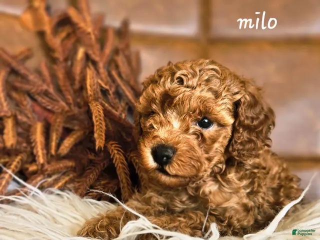Cavapoo dogs for sale: Milo - Ad 1