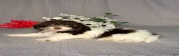 Havapoo dogs for sale: Eva - Ad 5