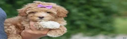 Havapoo dogs for sale: Ellie Mae 💛🐾 - Ad 9