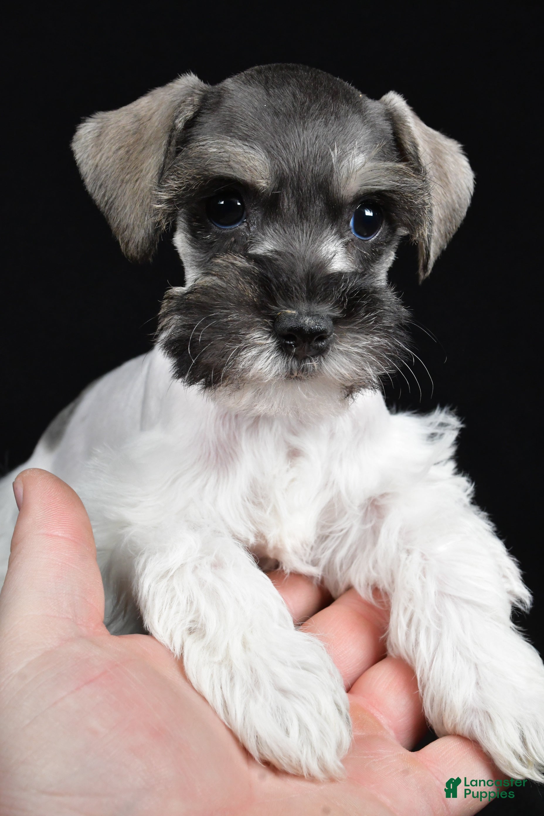 Schnoodle dogs Mysti - Ad 2