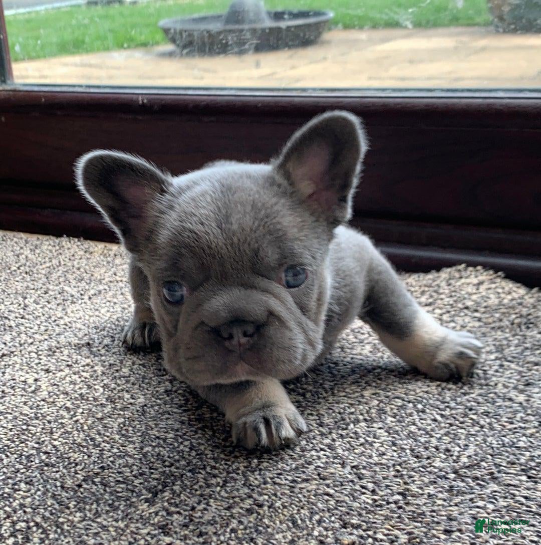 French Bulldog dogs for sale: Lorenzo - Ad 11