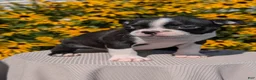 Boston Terrier dogs for sale: Teddy - Ad 8