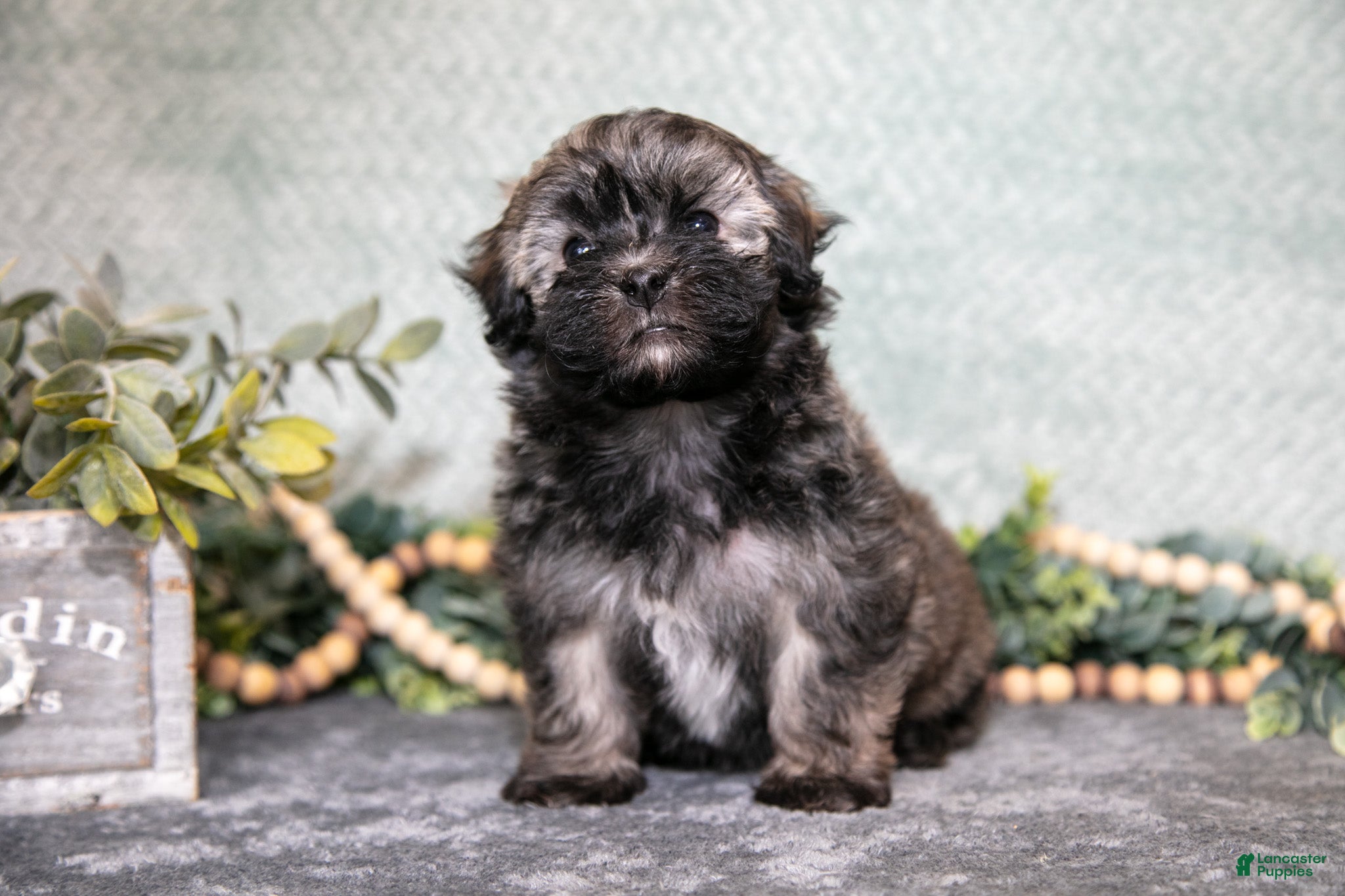 Havanese dogs Curly - Ad 6