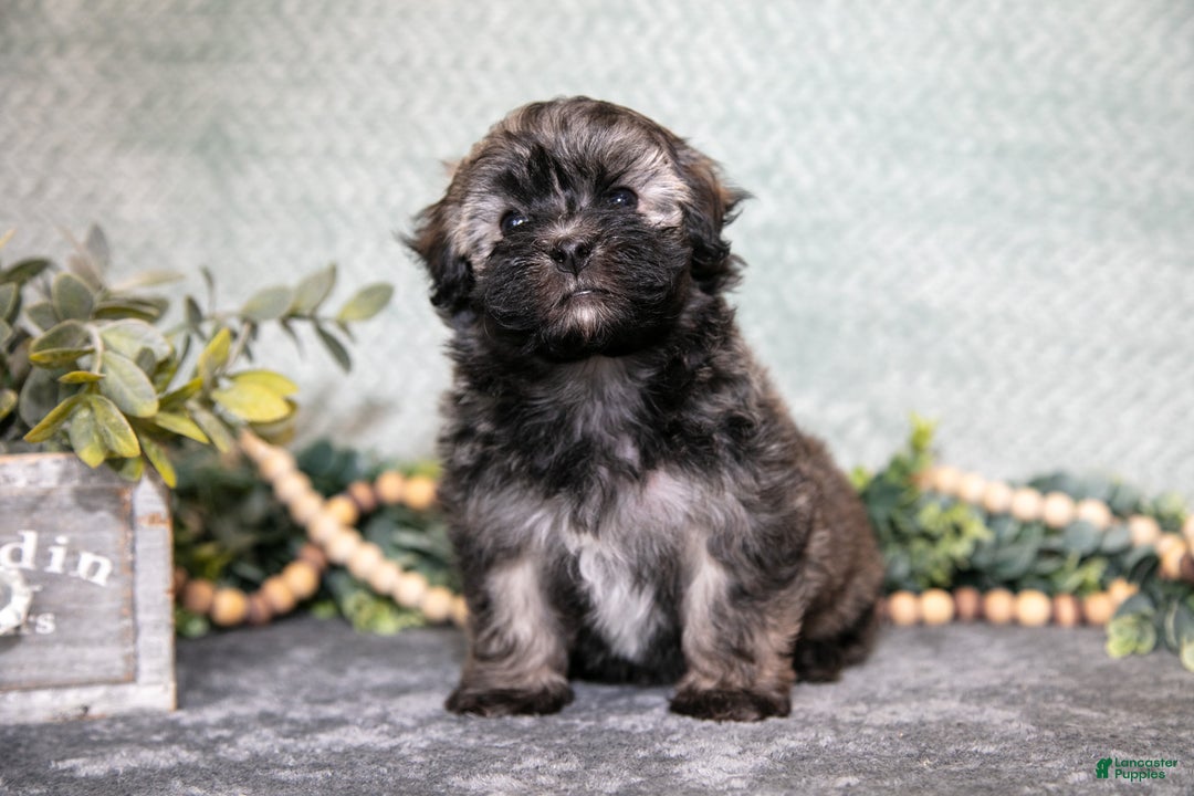 Havanese dogs for sale: Curly - Ad 1