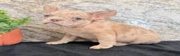 French Bulldog dogs for sale: Ava Female AKC French Bulldog - Ad 4