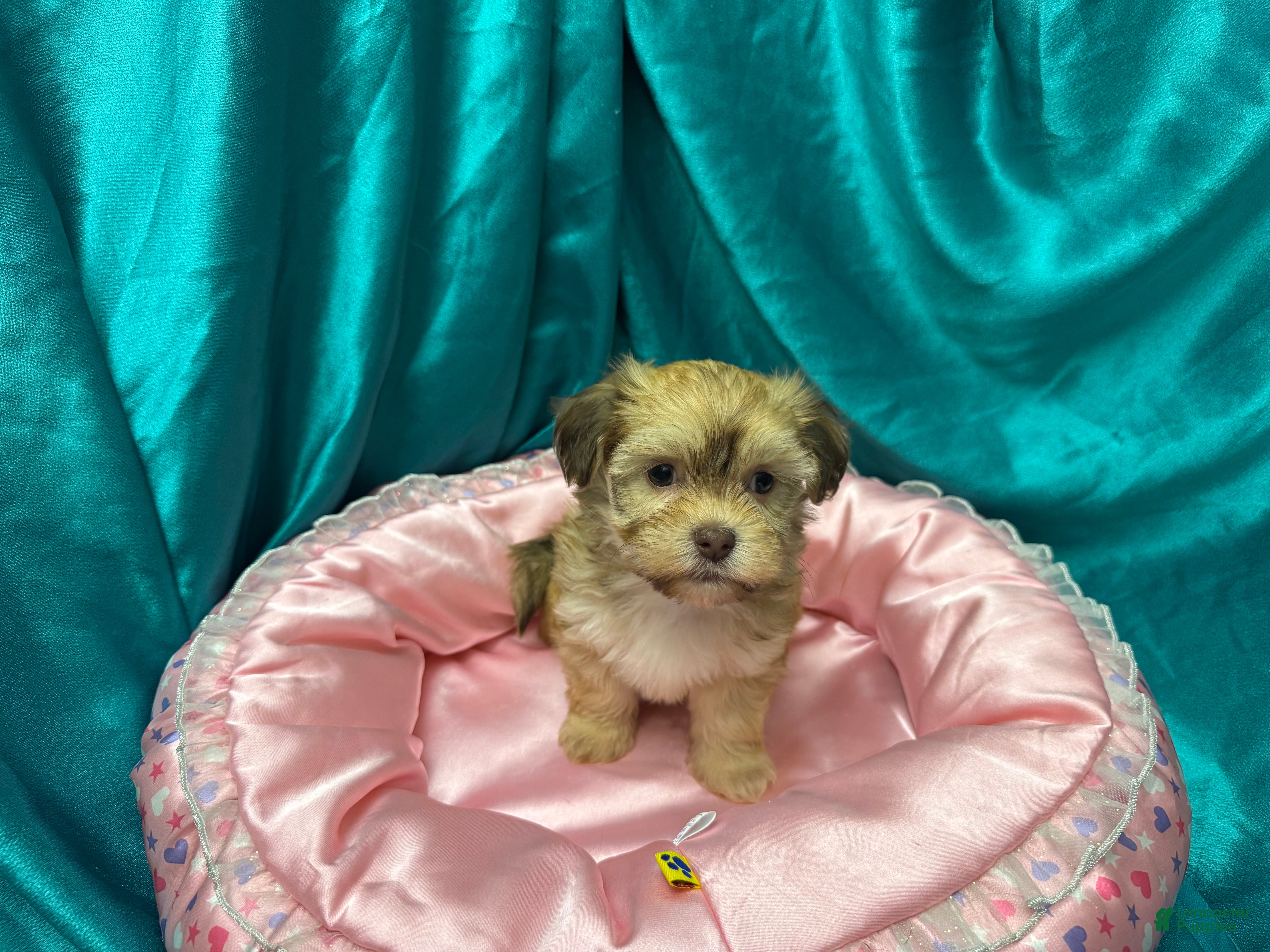 Havanese dogs Samatha - Ad 2