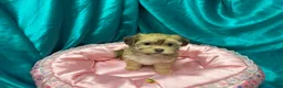 Havanese dogs for sale: Samatha - Ad 2