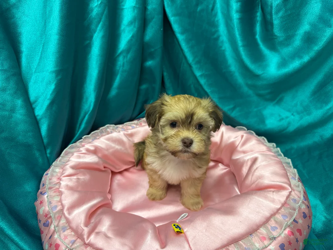 Havanese dogs for sale: Samatha - Ad 2