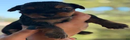 Yorkshire Terrier dogs for sale: Yorkshire Terrier 1 - Ad 2