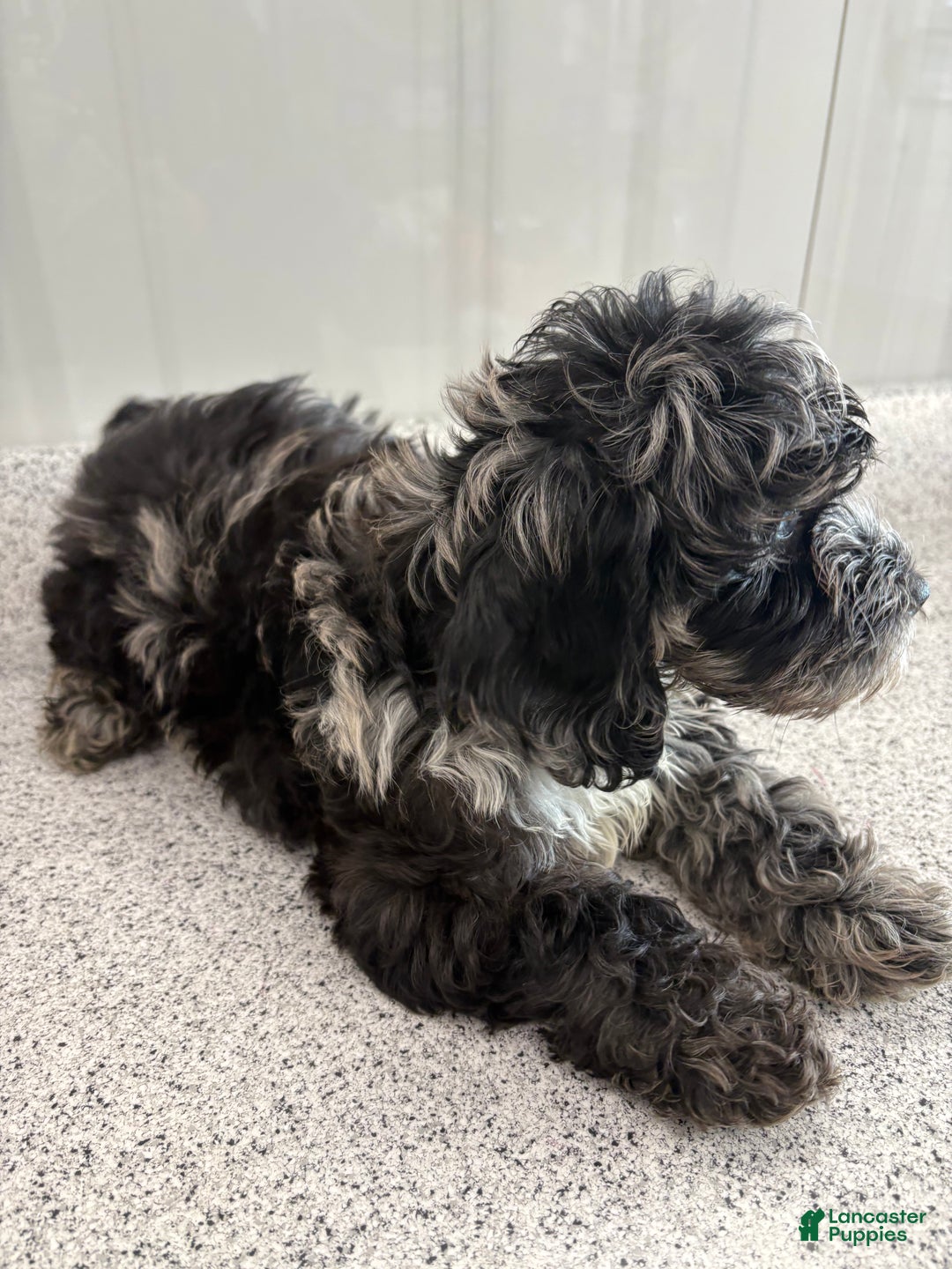 Miniature Poodle dogs for sale: Wave Blue - Ad 4