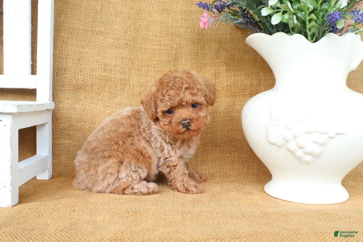 Toy Poodle dogs Parker - Ad 2
