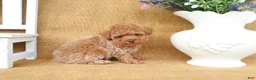 Toy Poodle dogs for sale: Parker - Ad 2