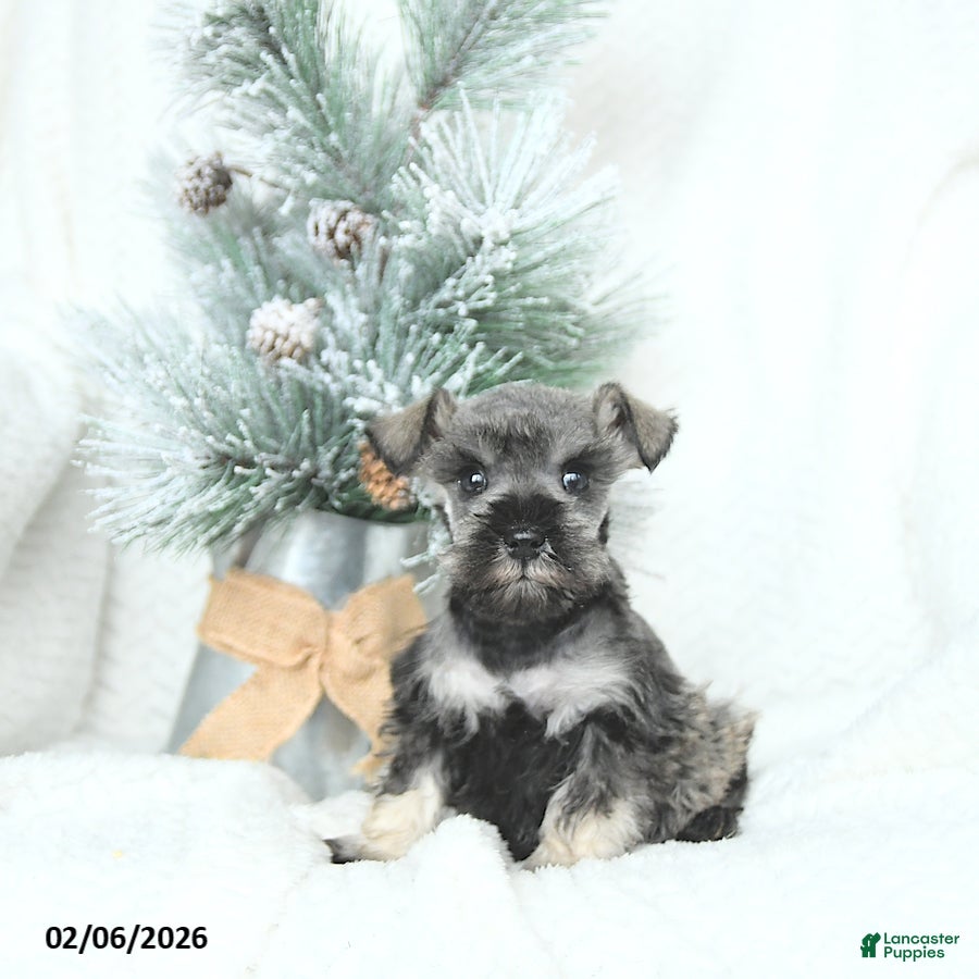 Miniature Schnauzer dogs Malyk - Ad 15