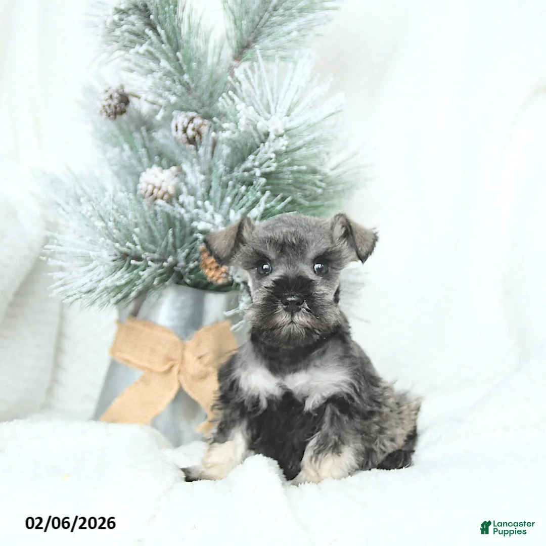 Miniature Schnauzer dogs for sale: Malyk - Ad 1