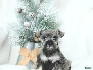 Miniature Schnauzer dogs Malyk - Ad 15