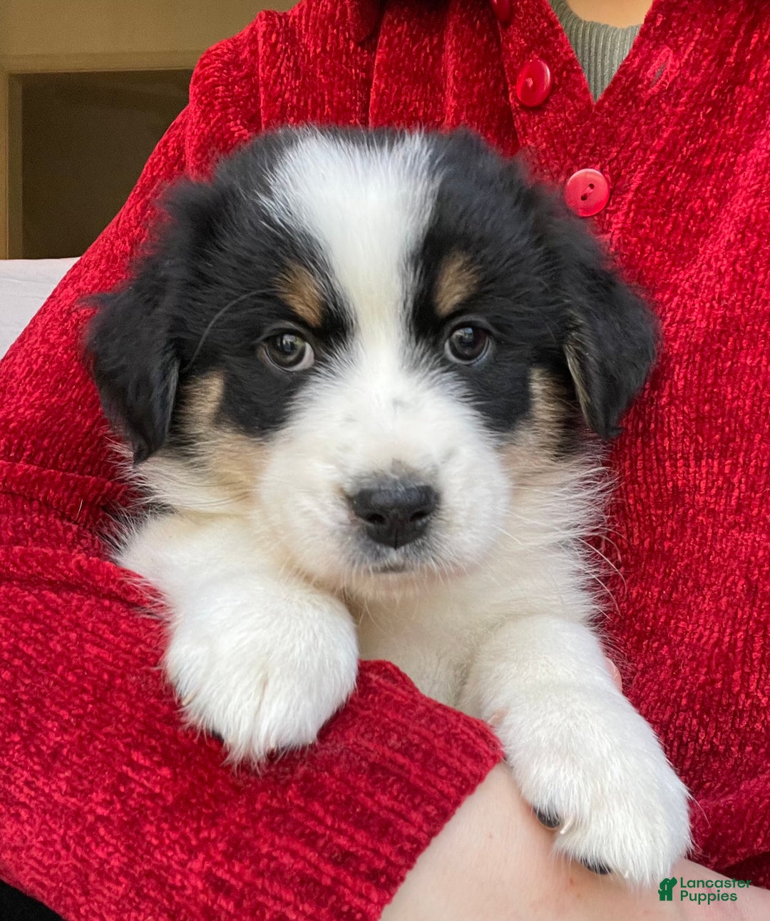 Australian Shepherd dogs for sale: Cedar - Ad 1