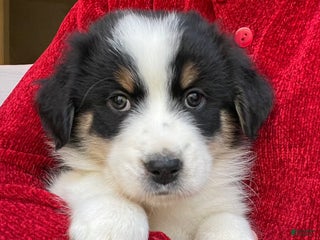 Australian Shepherd dogs Cedar - Ad 39