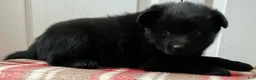 Mixed Breed dogs for sale: Rosy - Ad 3