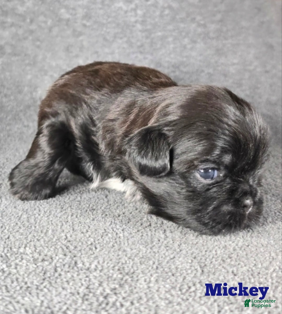 Shih Tzu dogs for sale: Mickey  - Ad 7