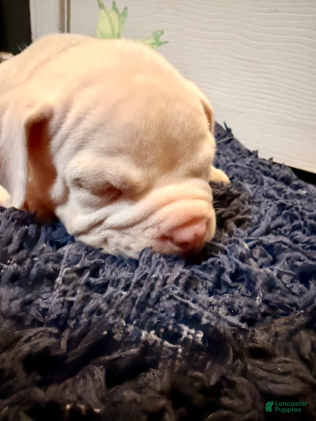 American Bully dogs for sale: American Bully 3 - Ad 2