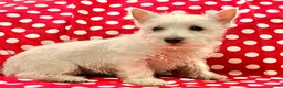 West Highland Terrier dogs for sale: Abby - Ad 5