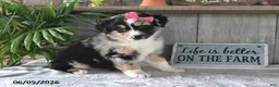 Australian Shepherd dogs for sale: Carly - Ad 4