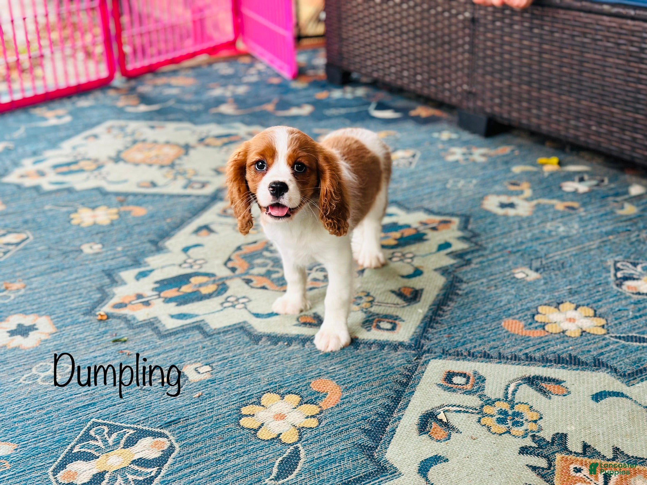 Cavalier King Charles Spaniel dogs for sale: Dumpling  - Ad 3