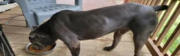 Cane Corso dogs for sale: Cane Corso 4 - Ad 6