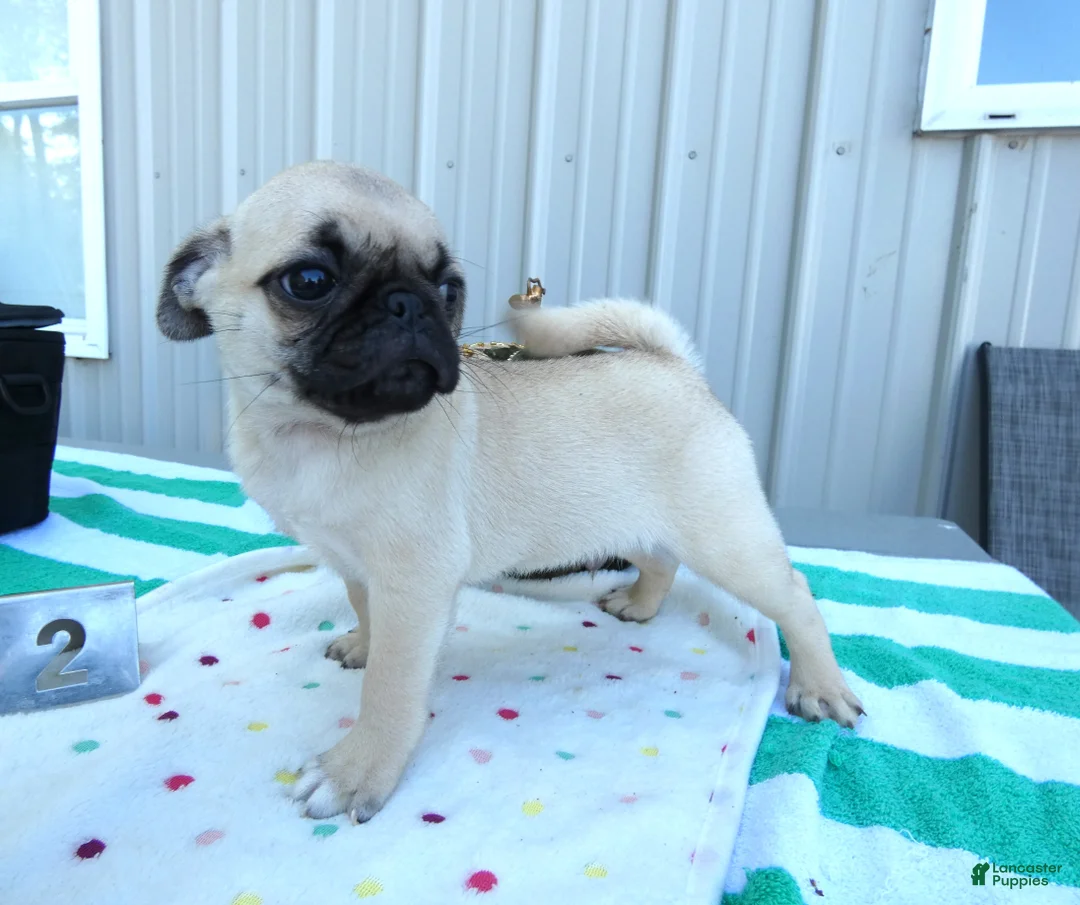 Pug dogs for sale: Pug 2 Buster - Ad 2