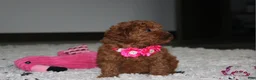 Toy Poodle dogs for sale: Beauty - Ad 6