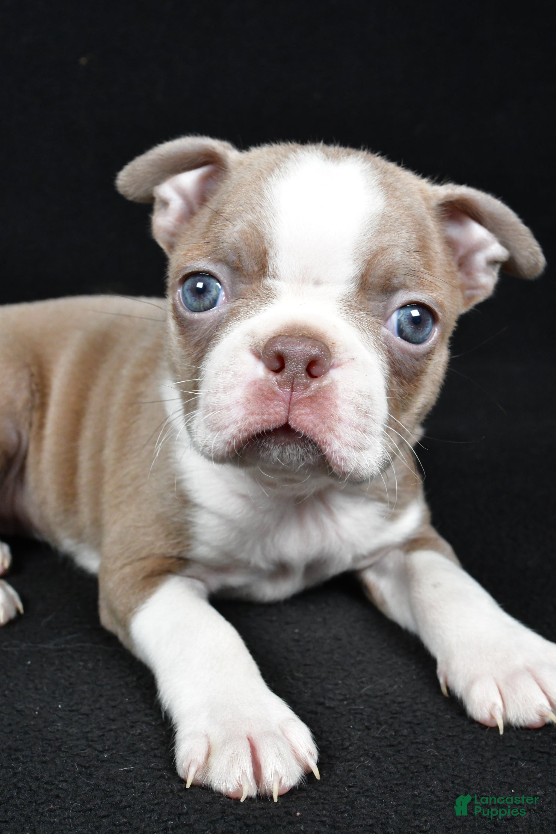 Boston Terrier dogs Lily - Ad 42