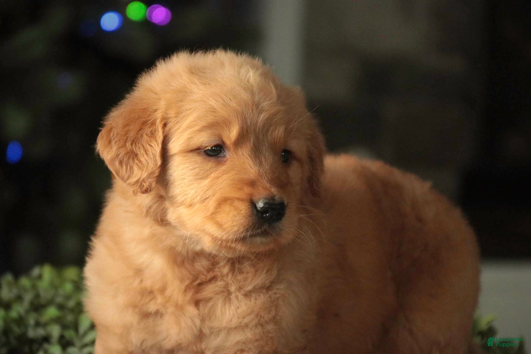 Golden Retriever dogs for sale: Sarge - AKC  - Ad 8