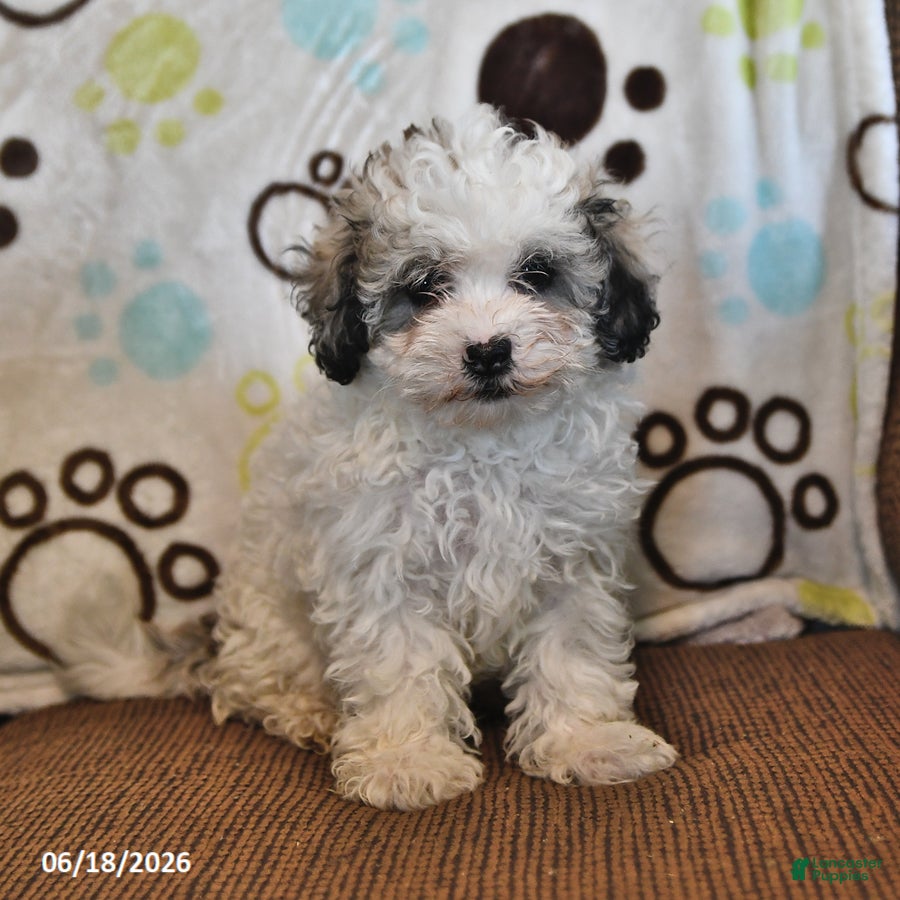 Shihpoo dogs Raine - Ad 2