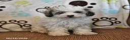 Shihpoo dogs for sale: Raine - Ad 2