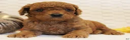 Cavapoo dogs for sale: Cider - Ad 1