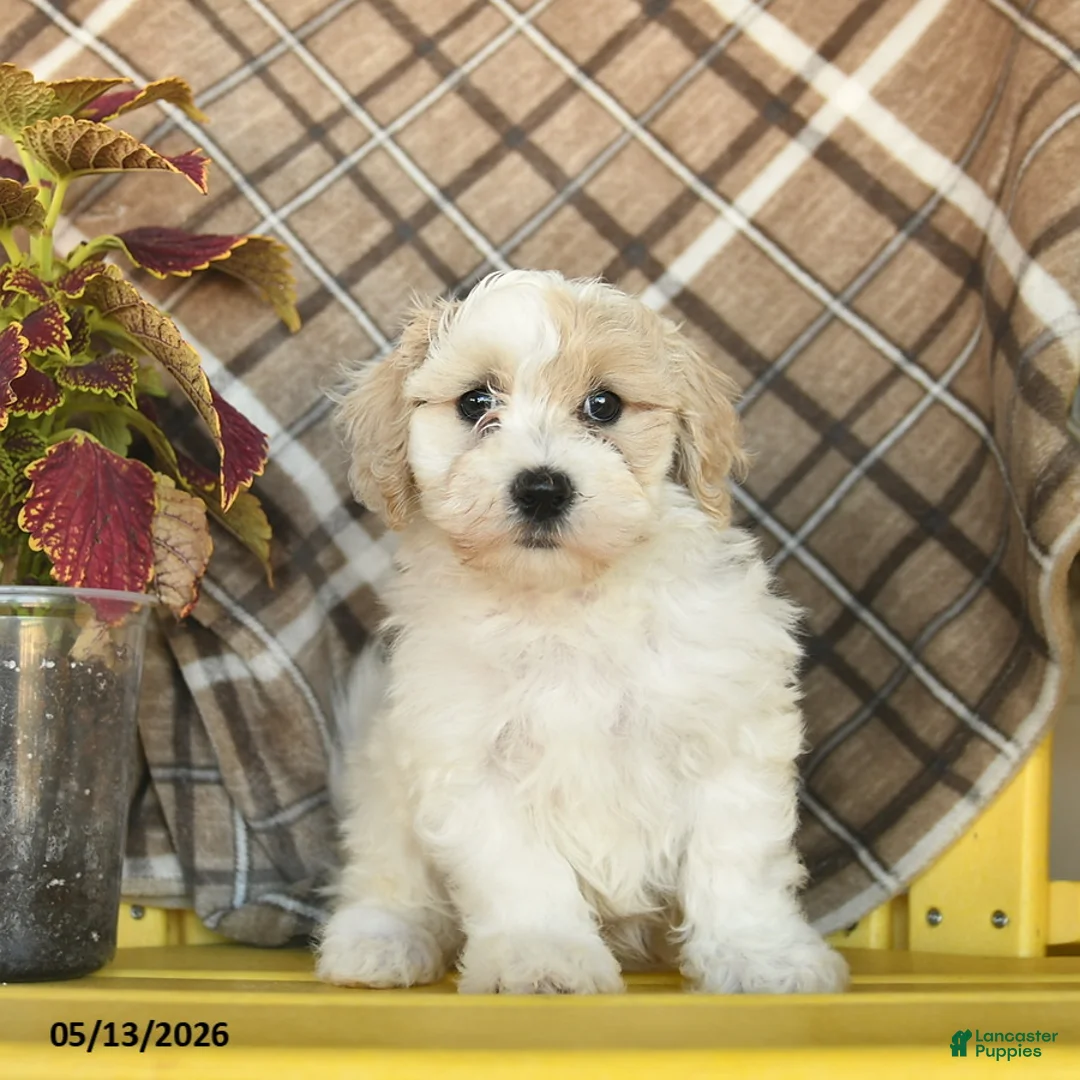 Maltipoo dogs for sale: Sailor  - Ad 1