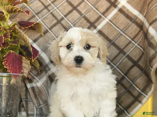 Maltipoo dogs for sale: Sailor - Ad 3