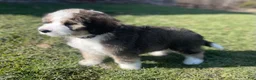 Bernedoodle dogs for sale: Carmel - Ad 3