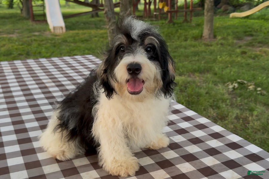 Mini Bernedoodle dogs Colin - Ad 39
