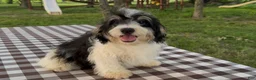 Mini Bernedoodle dogs for sale: Colin - Ad 1