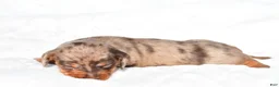 Miniature Dachshund dogs for sale: Holly - Ad 6