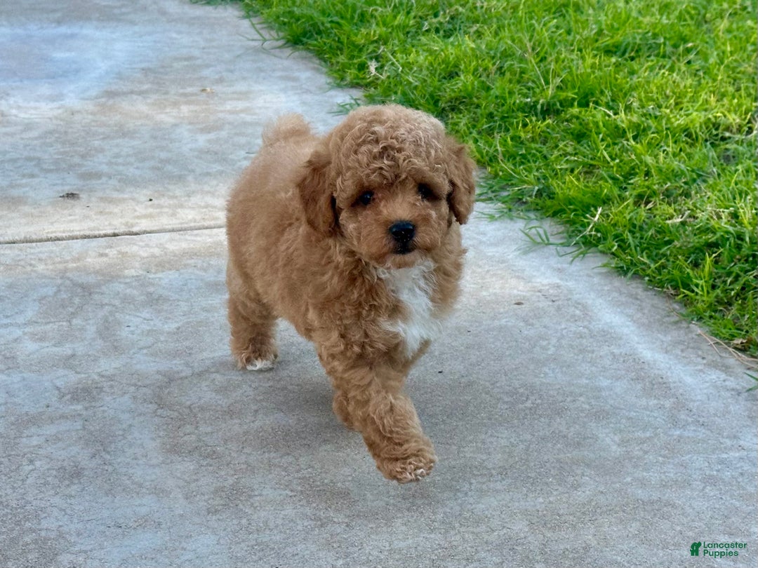 Toy Poodle dogs for sale: Toy Poodle Puppy 1 - Ad 2