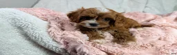 Cavapoo dogs for sale: Caramel 🎀 - Ad 12